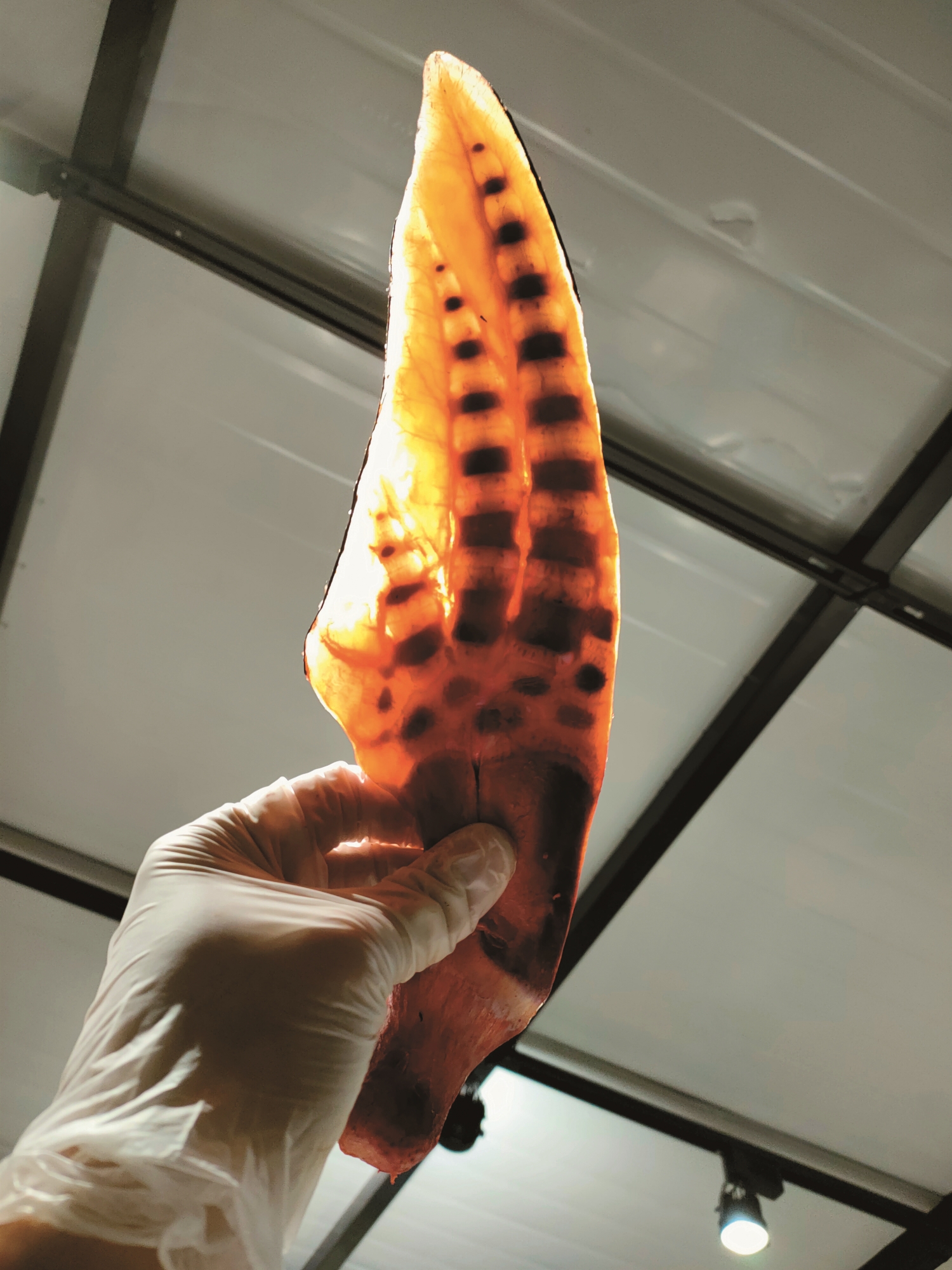 不使用任何化學材料,以獨家技術成功製作出透明胸鰭標本/李宗翰 提供