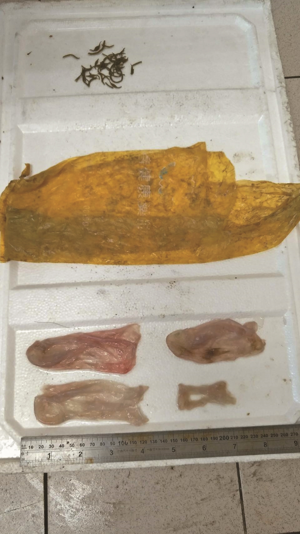 糙齒海豚「五動桃」胃內塑膠袋,為主要致死原因/李宗翰 提供