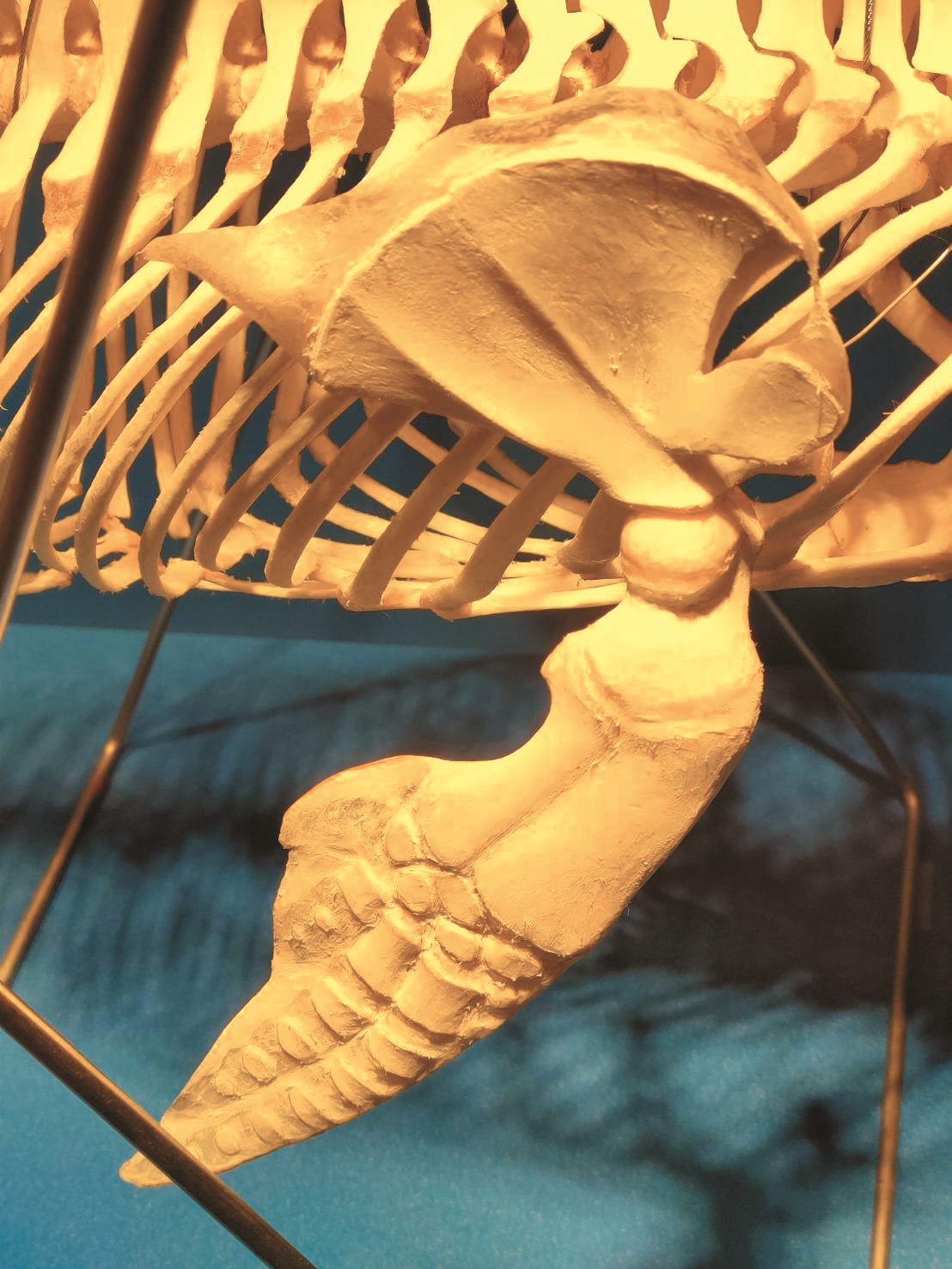 船擊死亡的飛旋海豚幼體標本,胸鰭及肩胛骨軟組織特寫/李宗翰 提供