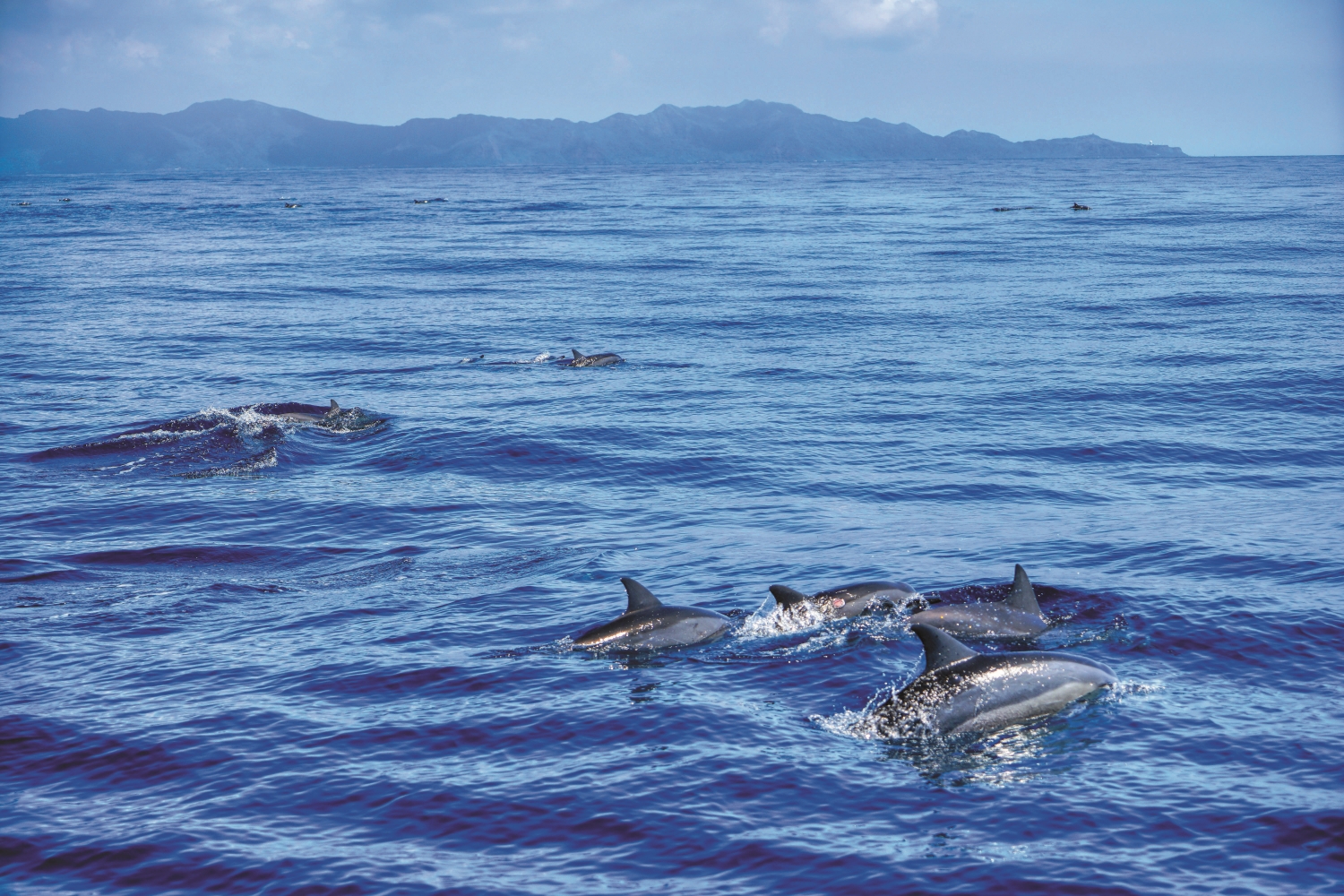 隨著全世界鯨豚數量持續減少,或許多年之後,人們就只能透過標本回憶牠們曾經靈動的身影/楊懷智 提供