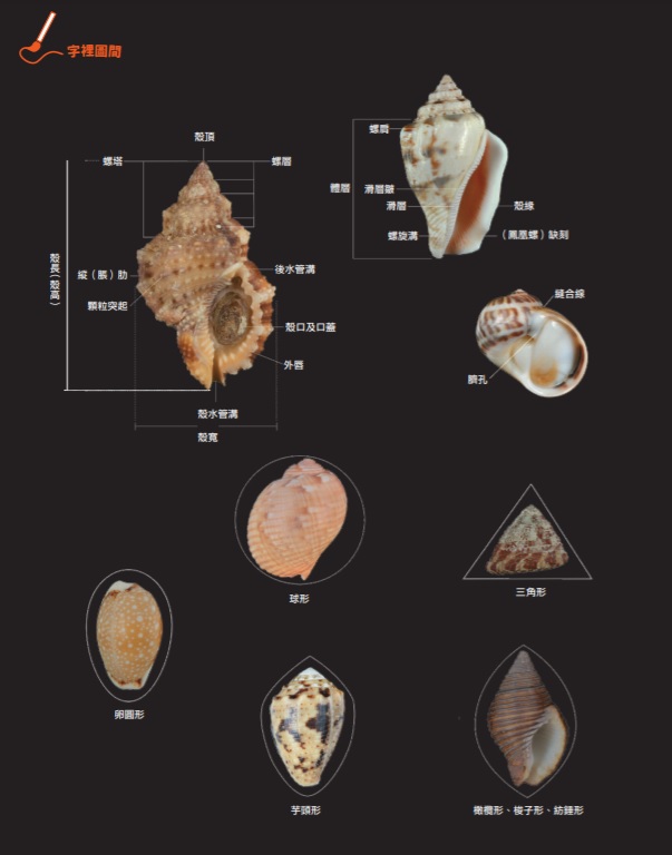 書中真實呈現各種角度與罕見的活體貝殼照