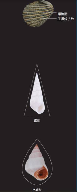 書中真實呈現各種角度與罕見的活體貝殼照