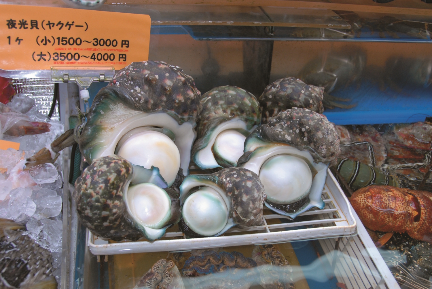 墾丁已極度稀少的夜光蠑螺(拍攝於日本魚市場)