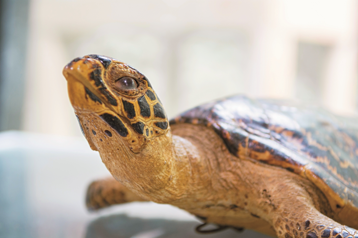 以蠑螺口蓋作為眼睛之海龜標本