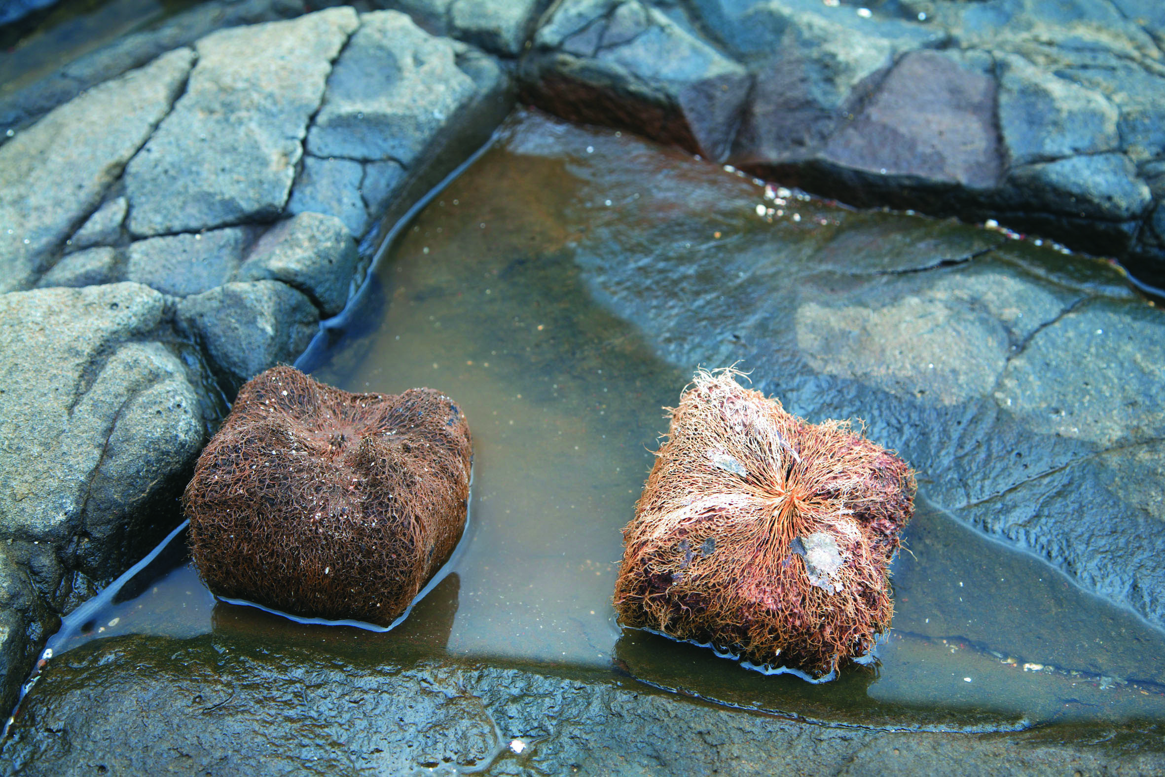 海漂話畫藝術家
