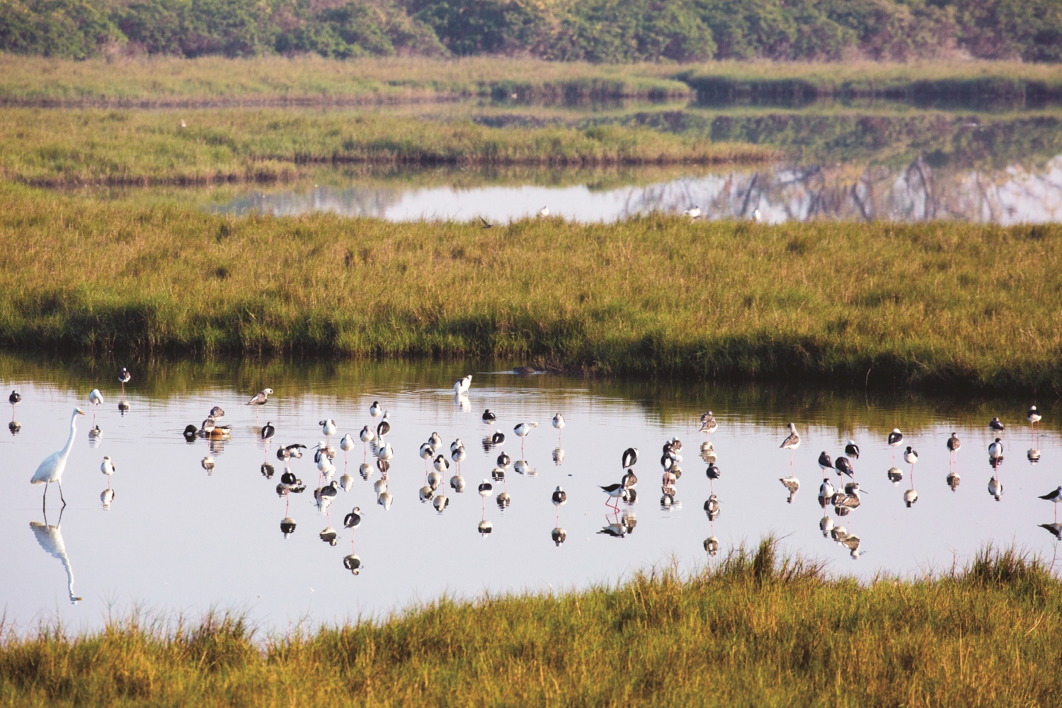 大光社區潮間帶水鳥／陳忠能 攝