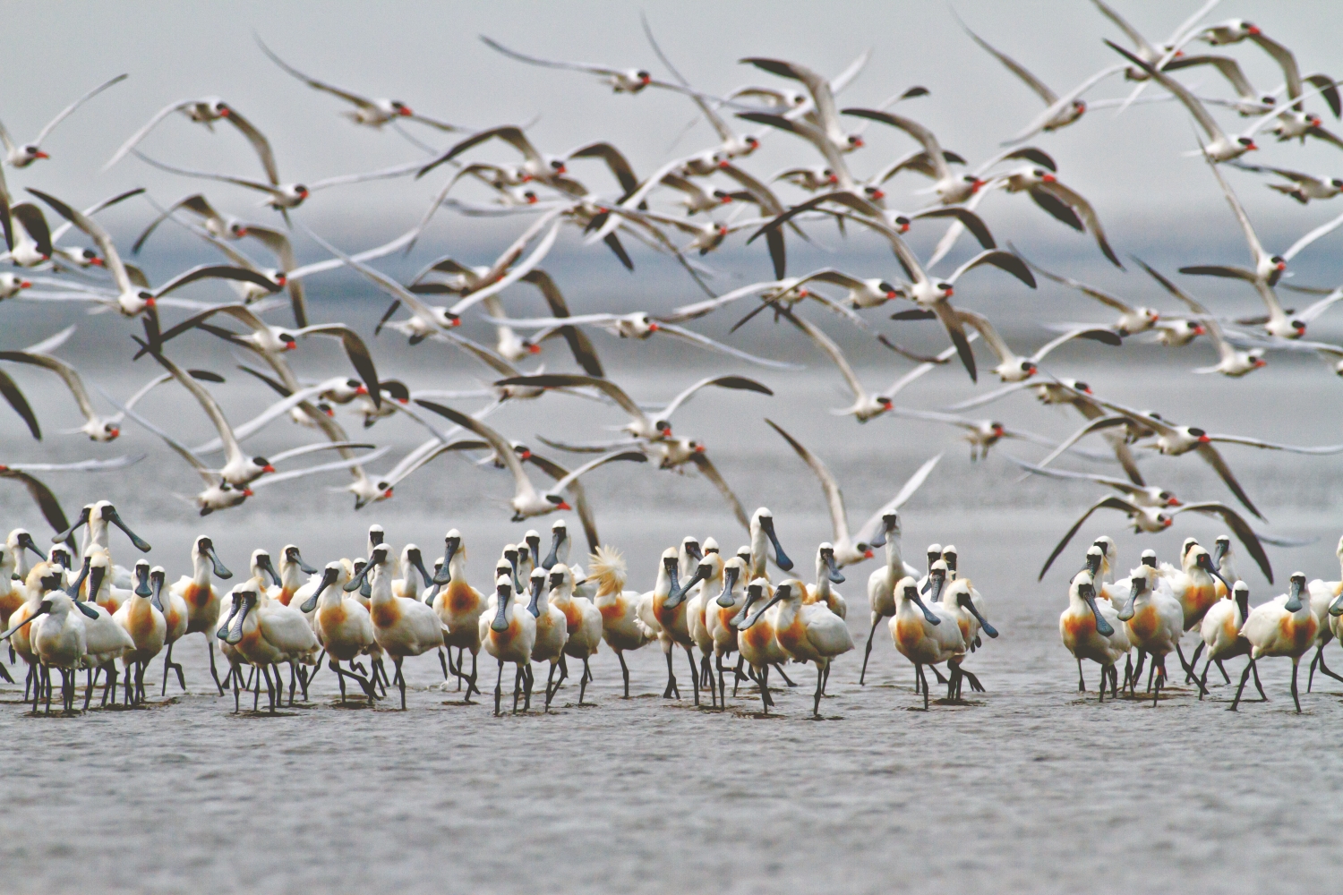台江的濕地環境是候鳥「黑面琵鷺」遷徙途徑中重要的停棲與過境據點/台管處 提供