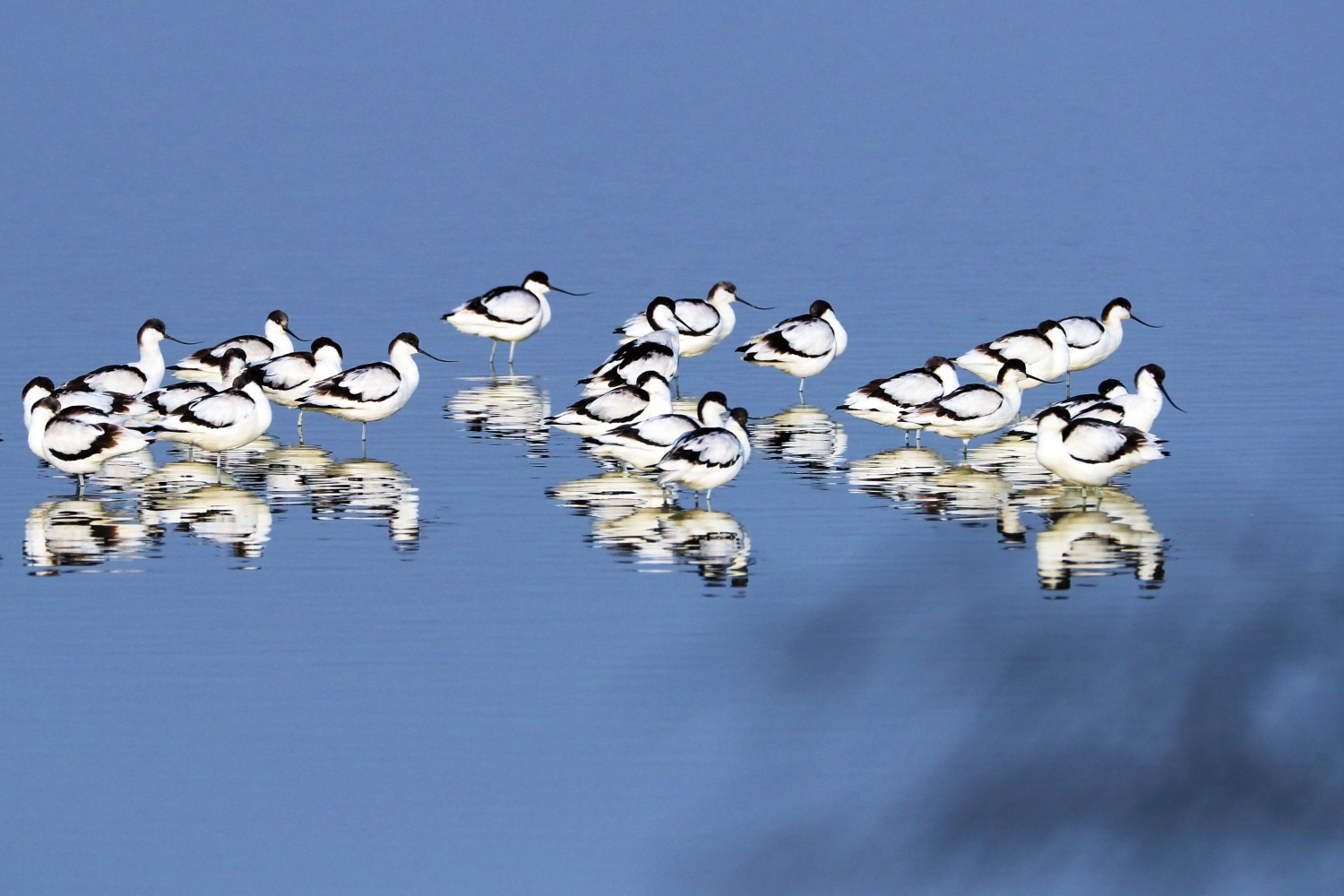 成群結隊的反嘴鴴/台管處 提供