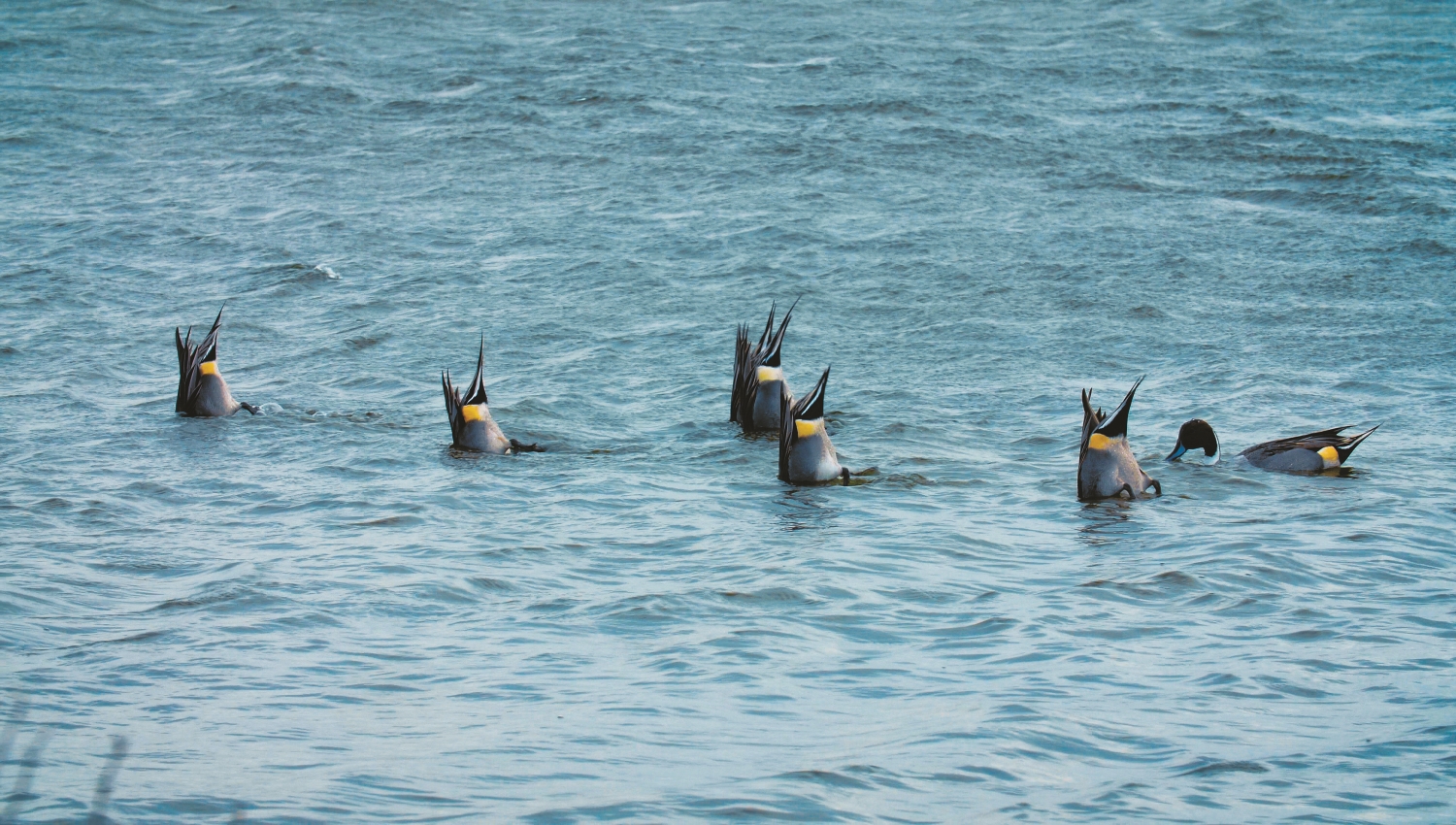 尖尾鴨倒頭栽覓食,像水上芭蕾表演/台管處 提供