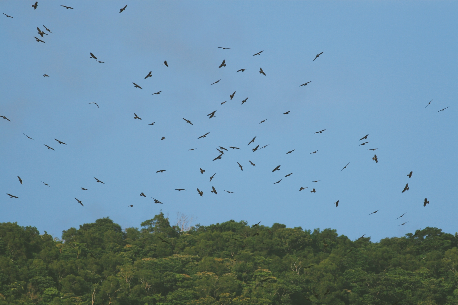 乘著氣流拜訪臺灣的灰面鵟鷹群/墾管處 提供