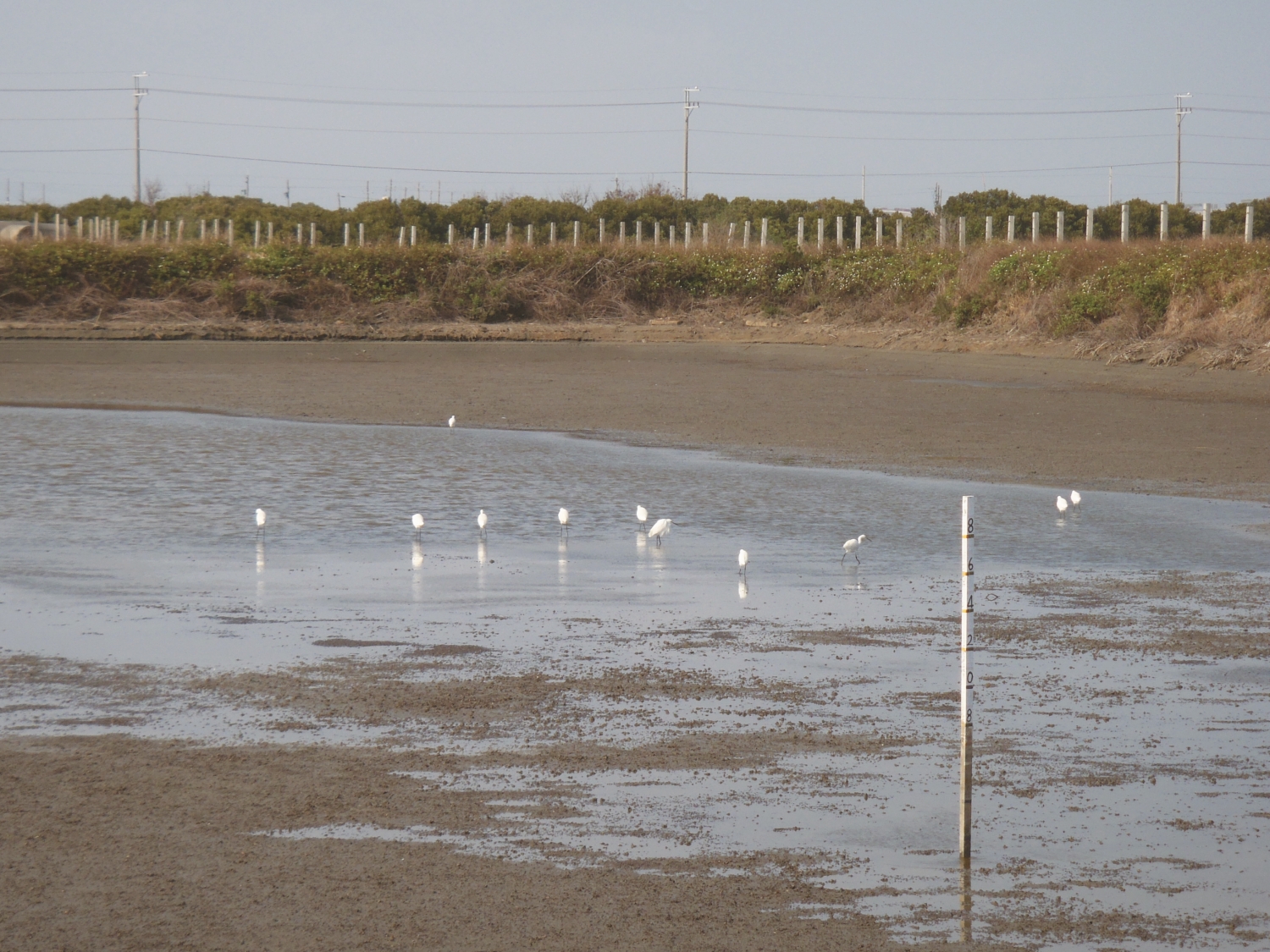 保留些許水源的魚塭吸引鳥兒前來覓食/台管處 提供