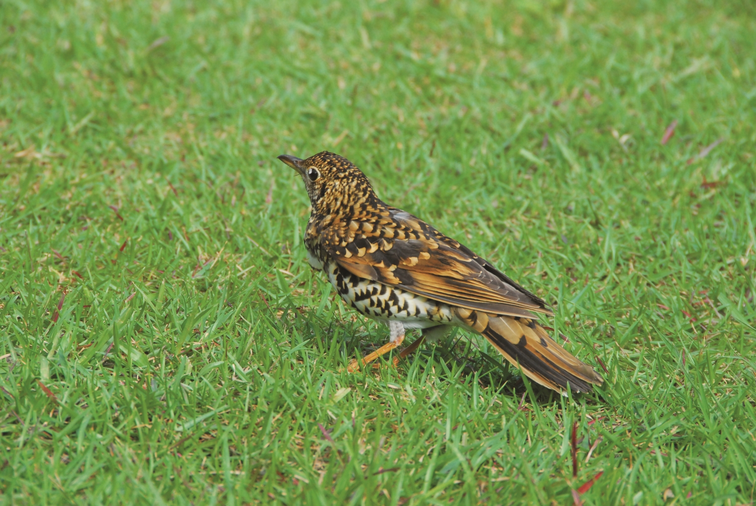 虎鶇在覓食時會跳舞般上下左右擺動身體/ 太管處 提供