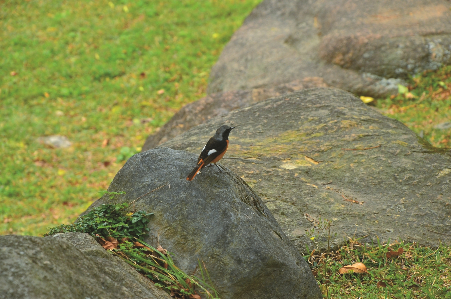 黃尾鴝被稱作「秋的信差」/林茂耀 攝