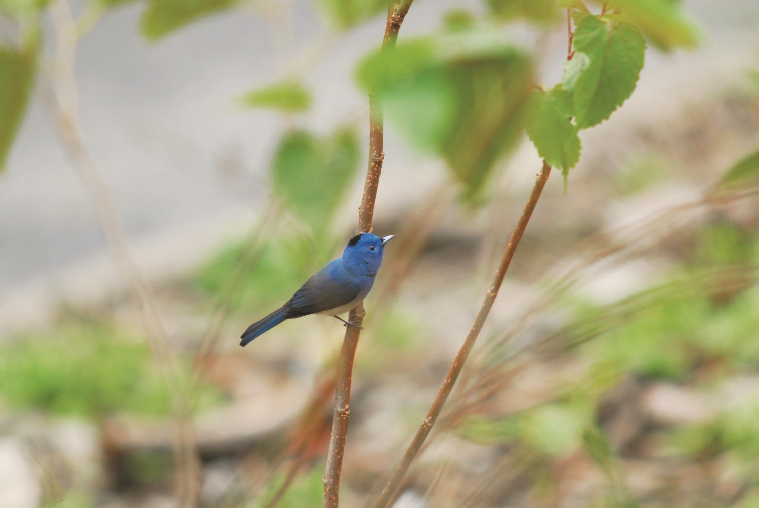 黑枕藍鶲/高佽 攝