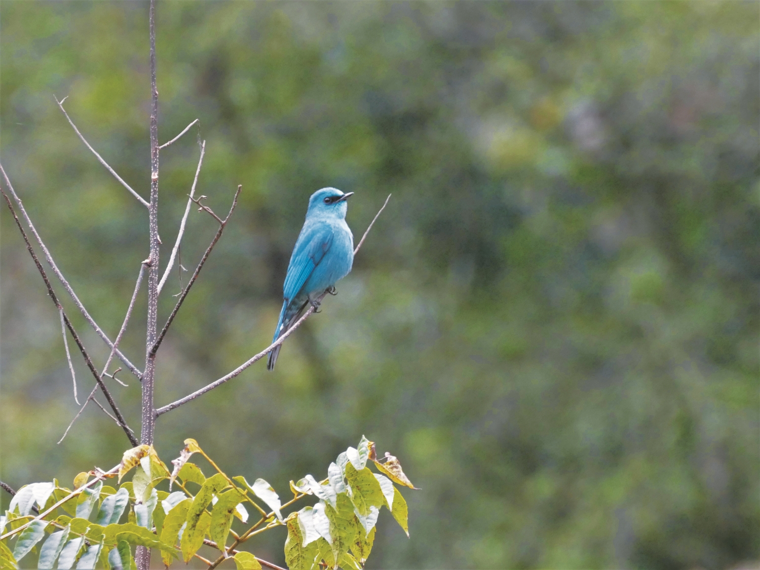 銅藍鶲/高佽 攝