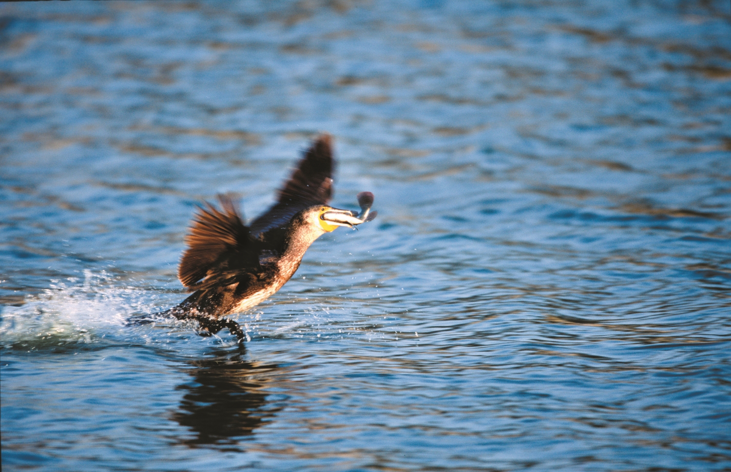捕魚快狠準的鸕鶿/金管處 提供(廖東坤 攝)