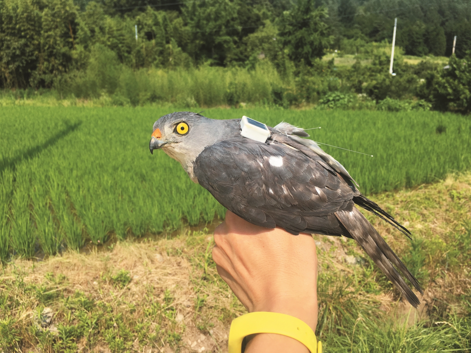 裝上衛星追蹤器的赤腹鷹/孫元勳 提供(蔡若詩 攝)