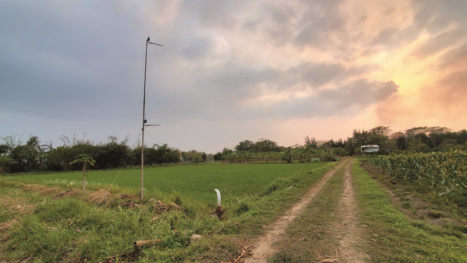 田間的老鷹棲架/孫元勳 提供