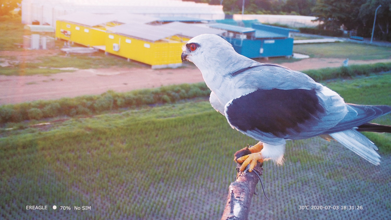 棲架上攝影機拍到的黑翅鳶/孫元勳 提供
