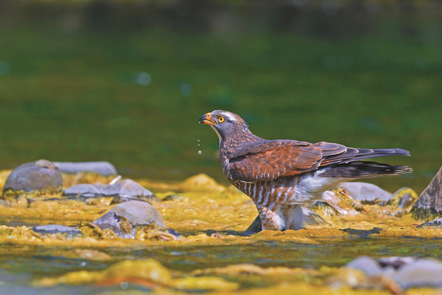喝水的灰面鵟鷹／墾管處 提供