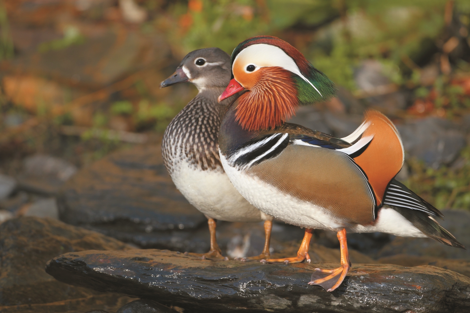 在漢文化中象徵愛情的鴛鴦，全臺野生數量僅剩約500 隻／雪管處提供（張燕伶 攝）