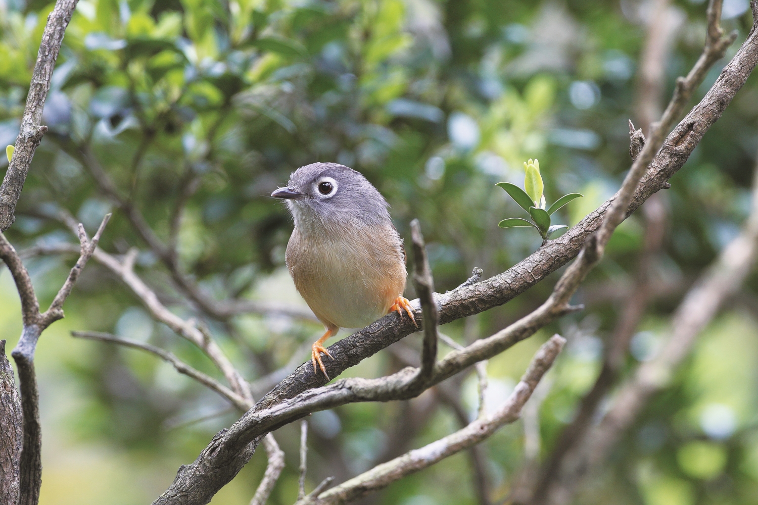 小巧的繡眼畫眉在傳說故事中擁有強大的力量／太管處 提供（廖東坤 攝）