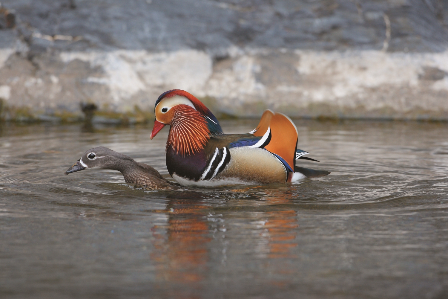 雁鴨科的鴛鴦交配在水中進行／雪管處 提供（張燕伶 攝）