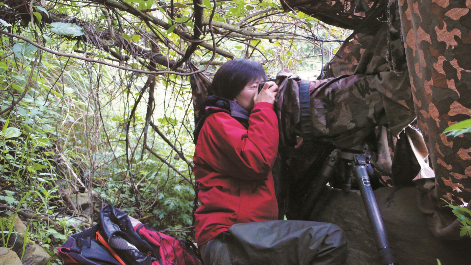 躲在溪邊的偽裝帳裡，拍攝鴛鴦的各種姿態／雪管處 提供