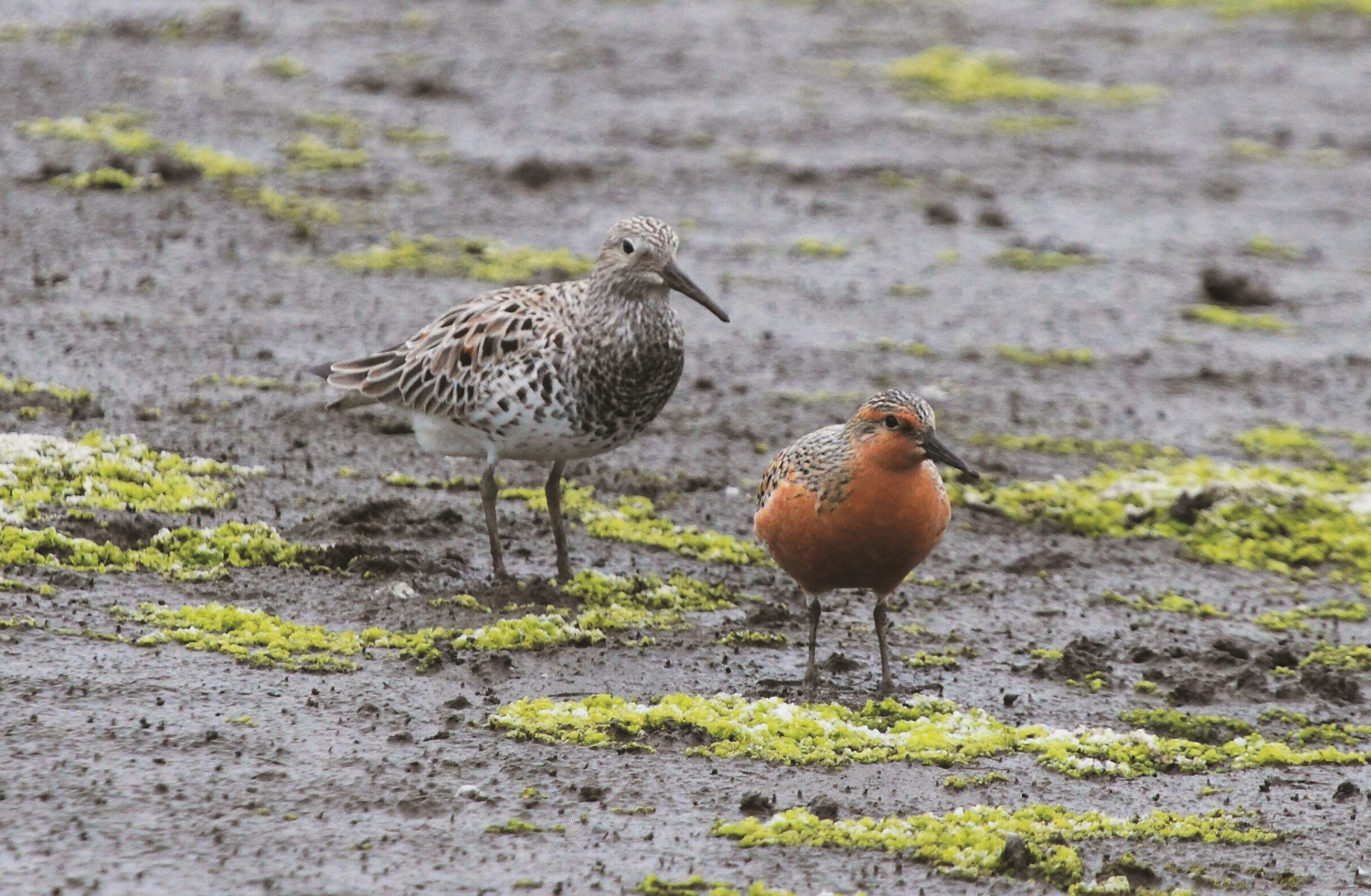 大濱鷸(左)與紅腹濱鷸(右)