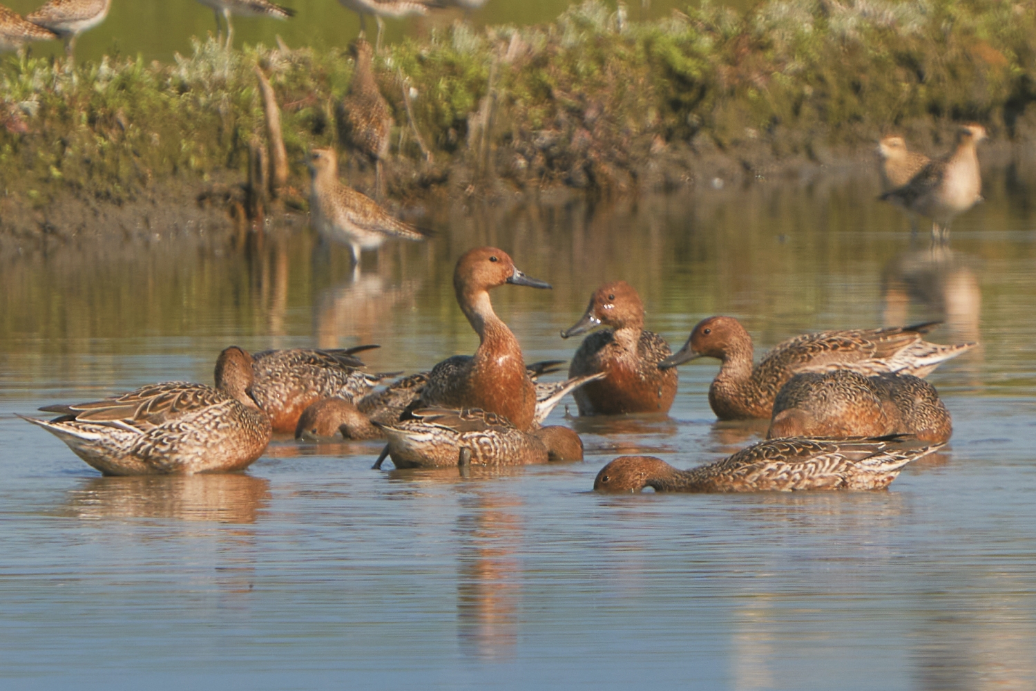 尖尾鴨是蘭陽溪口濕地常見的冬候鳥,數量最多可達2,000 隻以上/陳介鵬 提供
