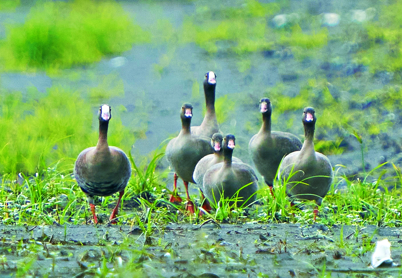 難得一見的小白額雁家族(2 成鳥5 幼鳥)在蘭陽溪口濕地過冬/陳介鵬 提供