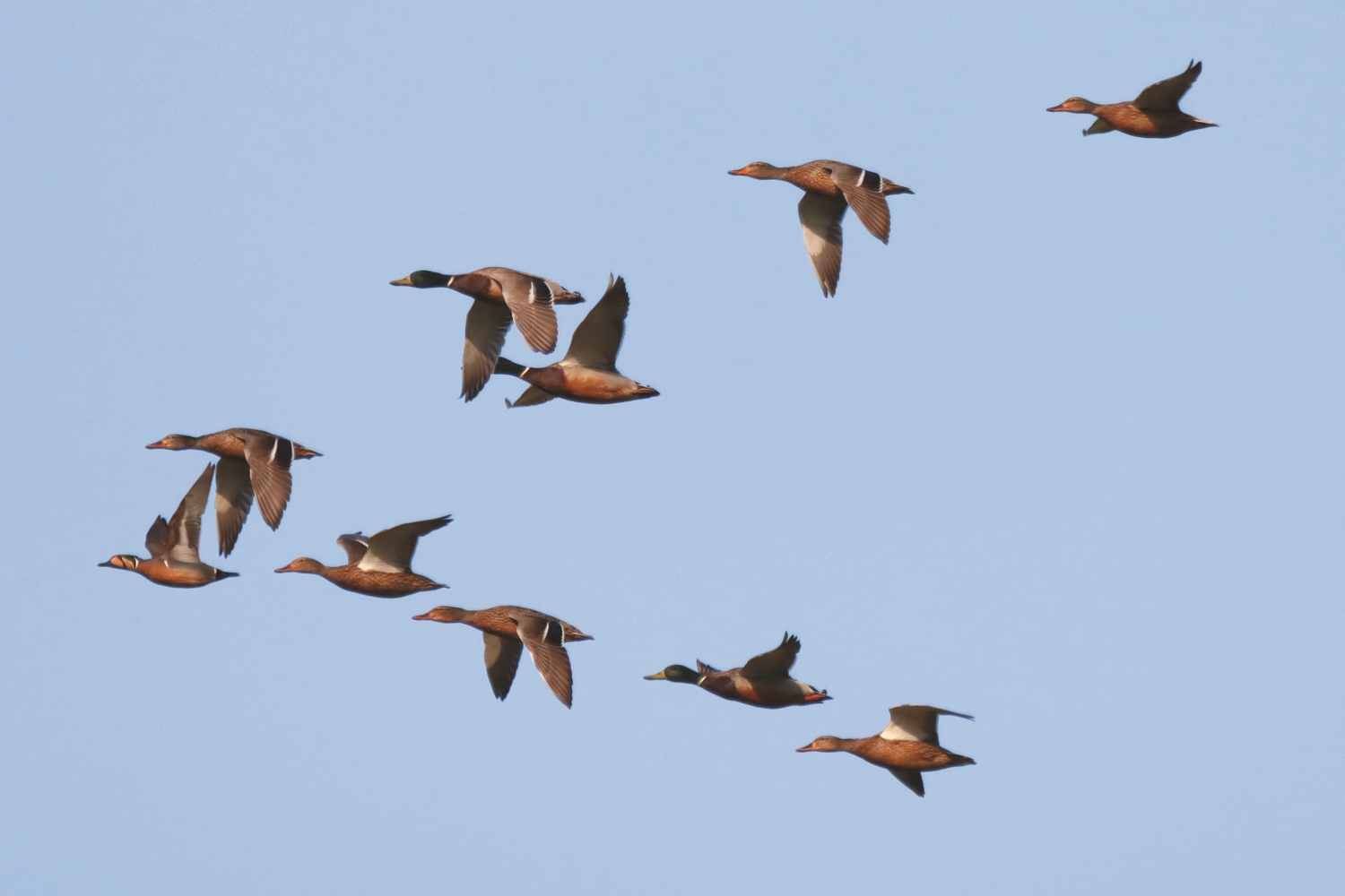 冬季的蘭陽溪口和蘭陽溪中段,可見到數百上千的雁鴨群翱翔天際(巴鴨和綠頭鴨混飛)/陳介鵬 提供