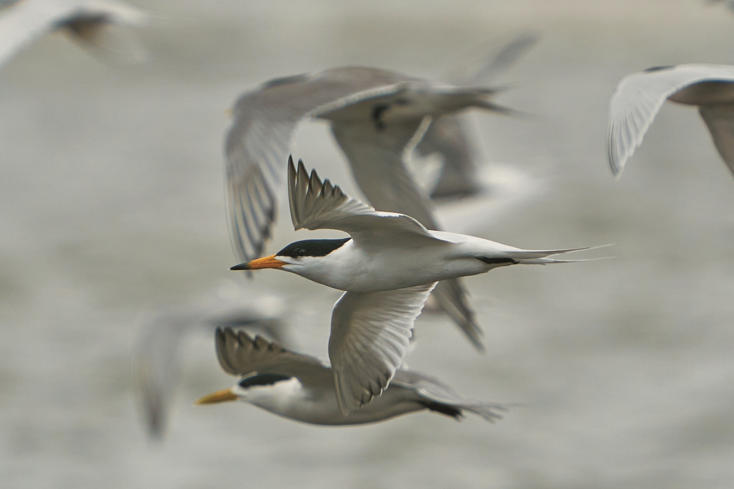 神話之鳥──黑嘴端鳳頭燕鷗,也曾連續三年出現在蘭陽溪口濕地/ 陳介鵬 提供