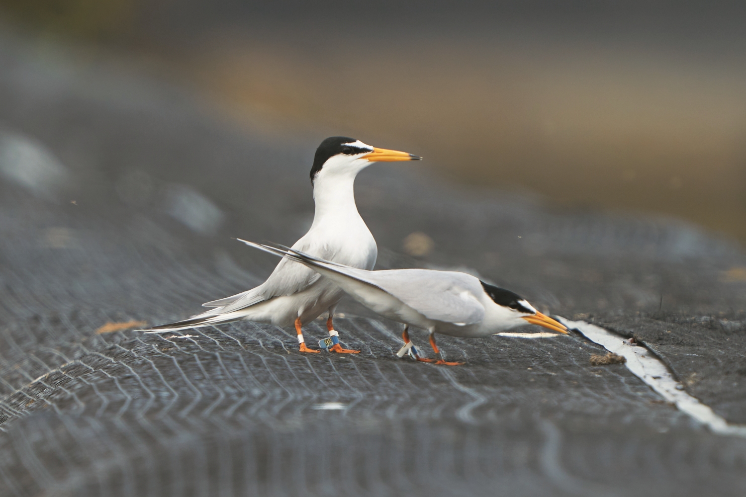 依腳上的足旗來辨別遷徙的路線/陳介鵬 提供