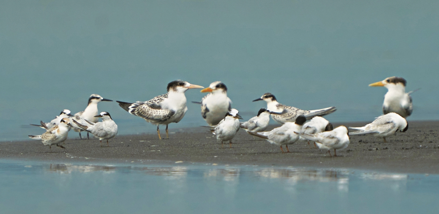 燕鷗群，蘭陽溪口是全臺灣少數一次能看到7∼8種燕鷗的賞鳥熱區／陳介鵬 提供