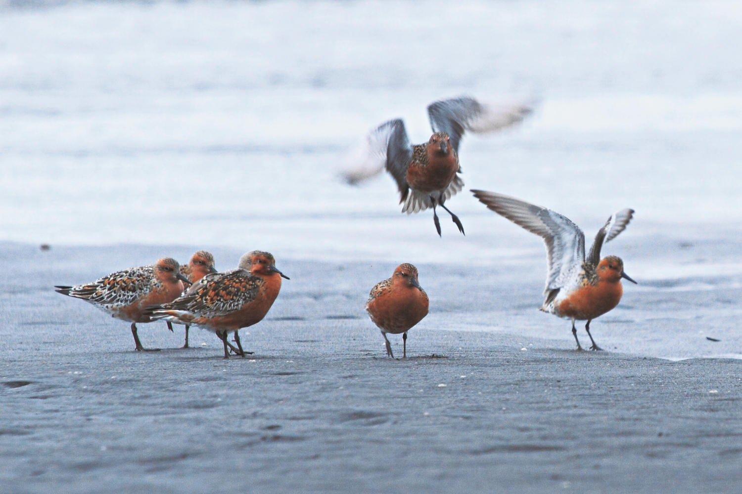 紅通通的紅腹濱鷸群，蘭陽溪口是牠們旅途中重要的驛站／陳介鵬 提供