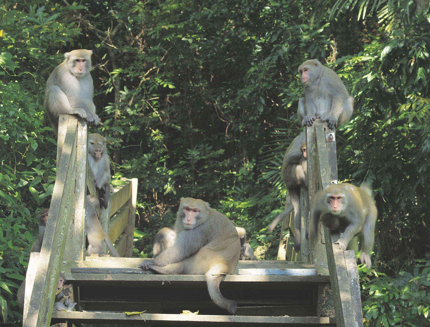宛如宮廷大戲的馬凱猴群/自管處 提供