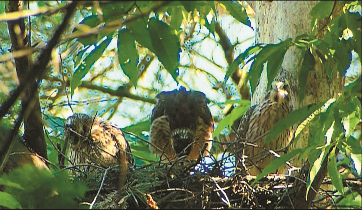 《風中之翼 灰面鵟鷹》中拍攝到珍貴的育雛景象/ 墾管處 提供