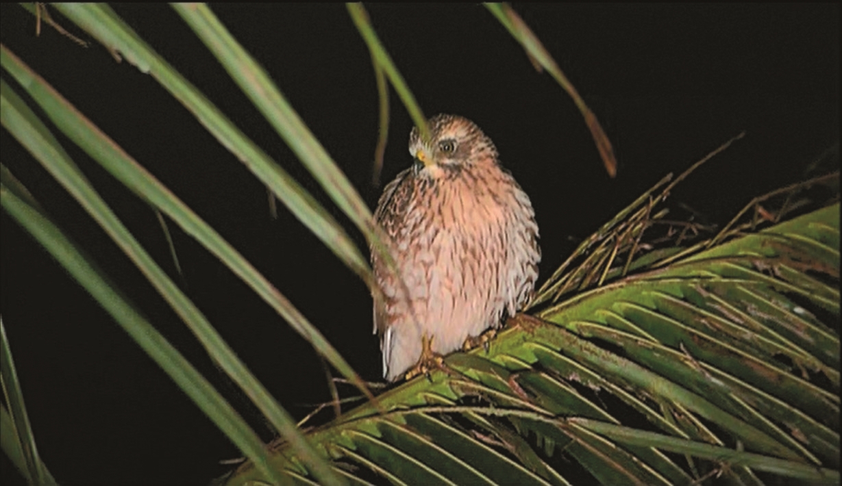灰面鵟鷹在屏東滿州夜棲的難得畫面/墾管處 提供