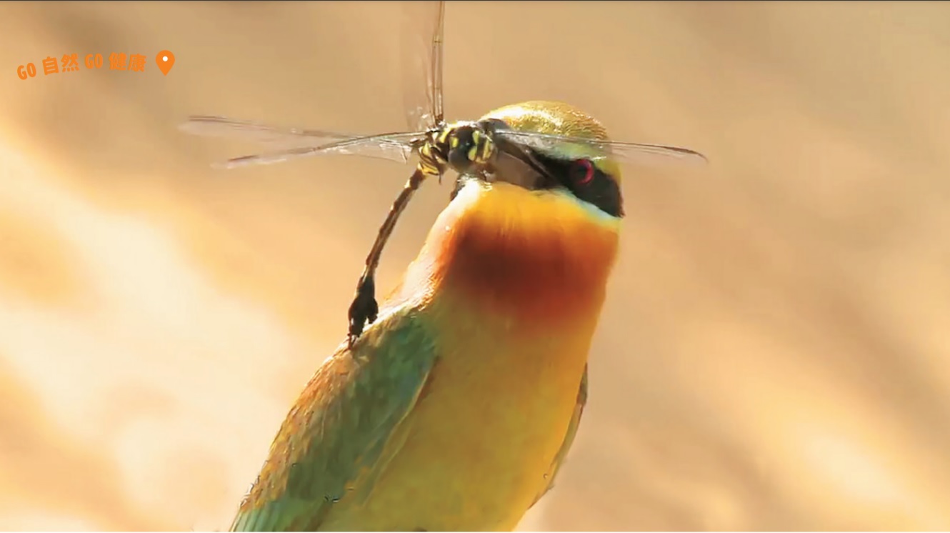 栗喉蜂虎捕捉昆蟲的畫面被攝影鏡頭清晰記錄下來/金管處 提供
