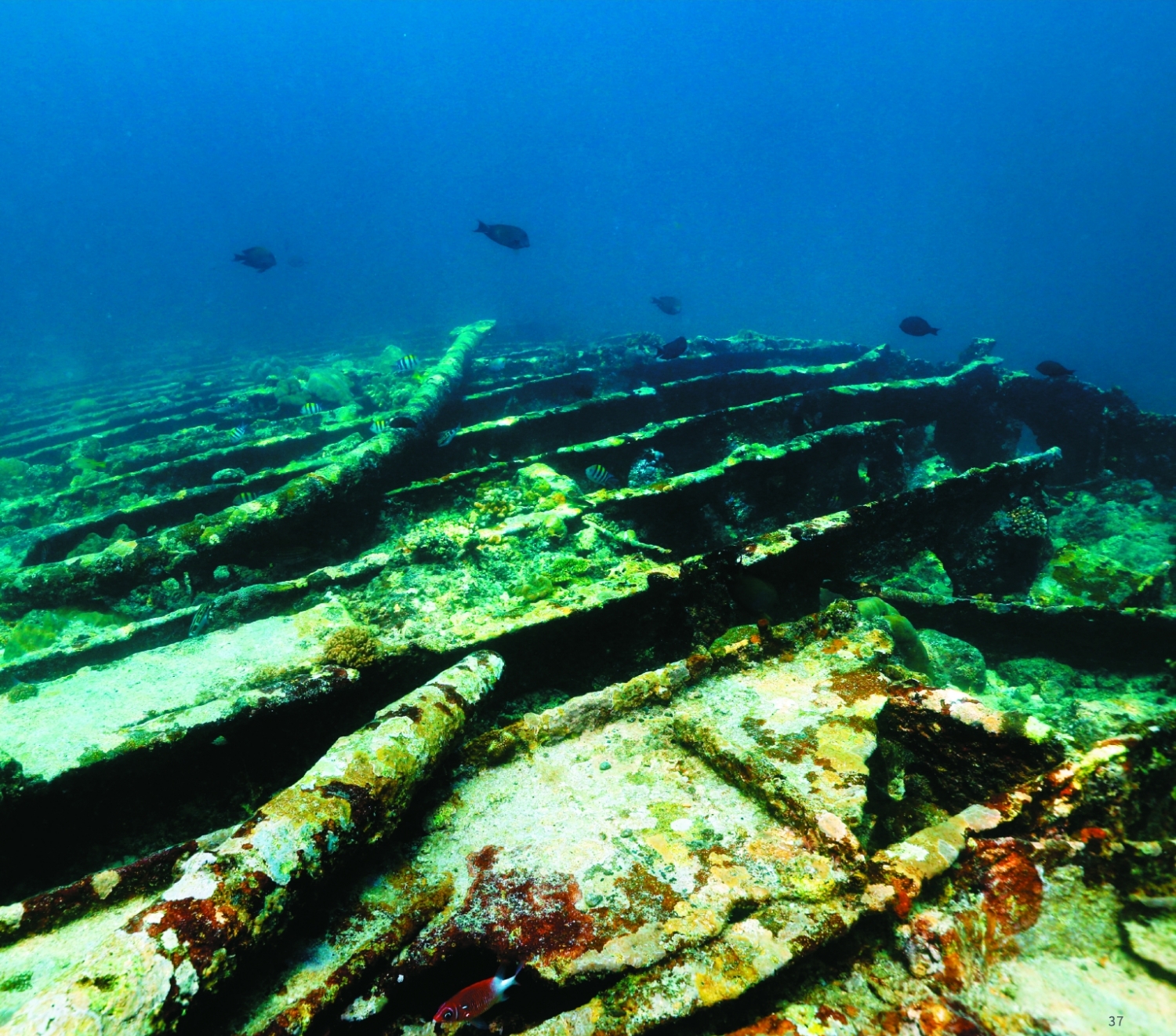 沉船成為魚礁,吸引魚群前來覓食、棲息/海管處 提供