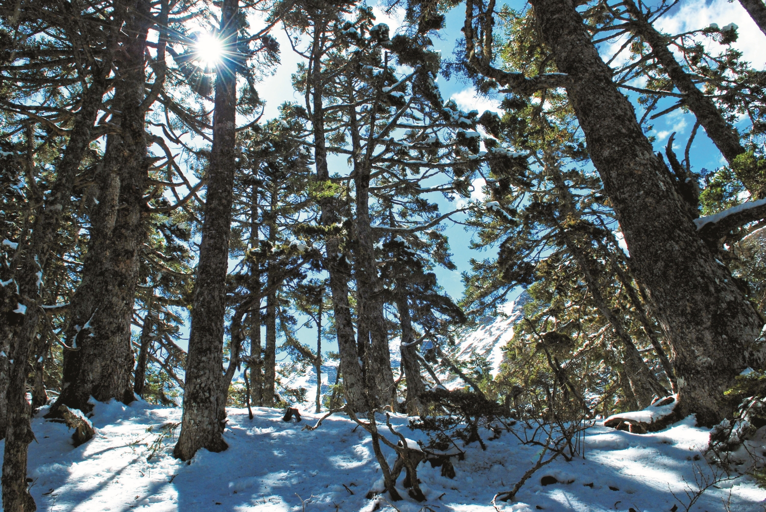 臺灣冷杉/雪管處 提供(潘振彰 攝)