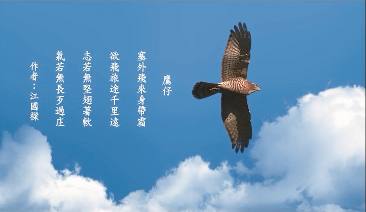 《海角鷹飛》/墾管處 提供