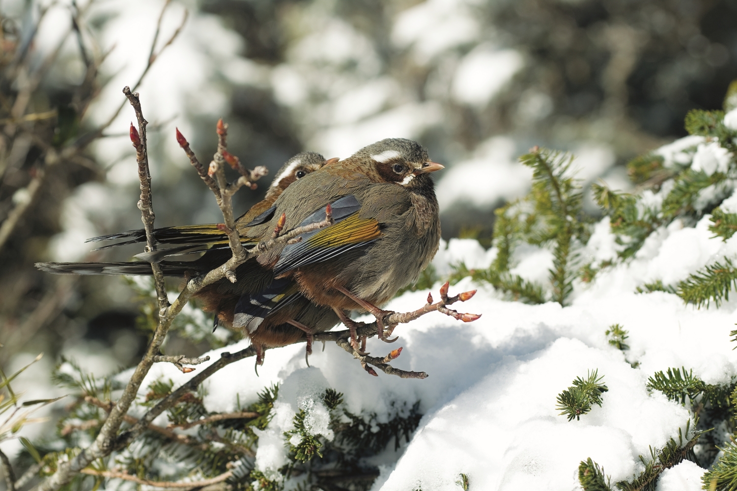 合歡山上的金翼白眉/太管處提供(廖東坤 攝)
