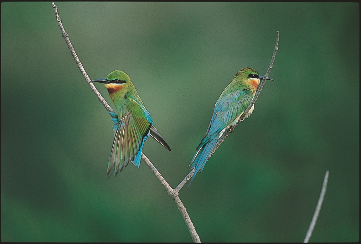 栗喉蜂虎/金管處 提供(廖東坤 攝)