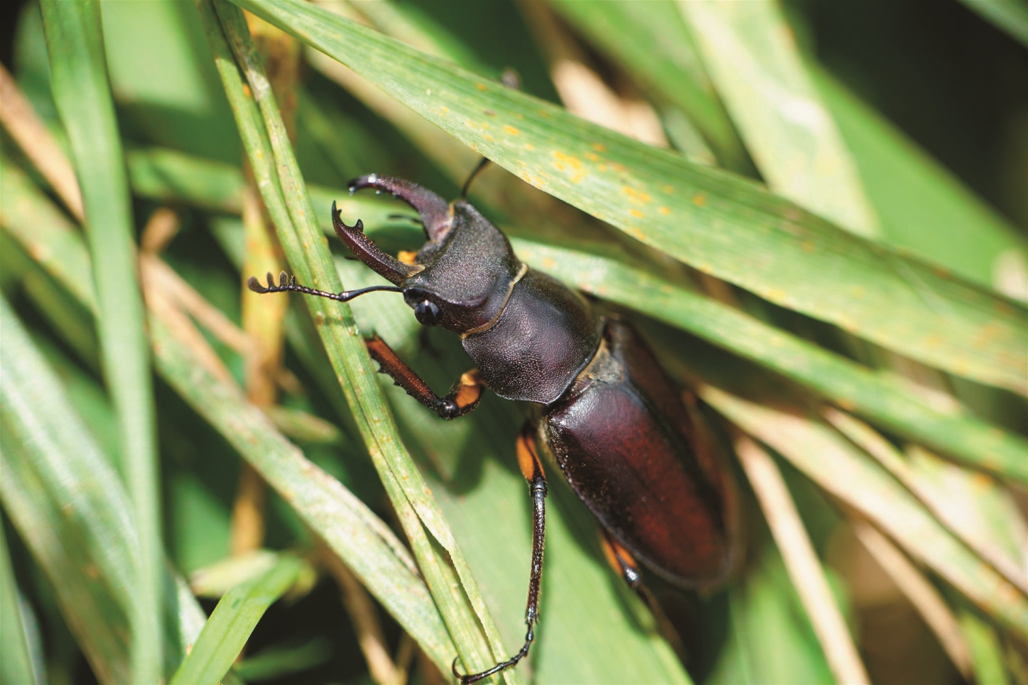 大屯姬深山鍬形蟲/盧亭丞 攝