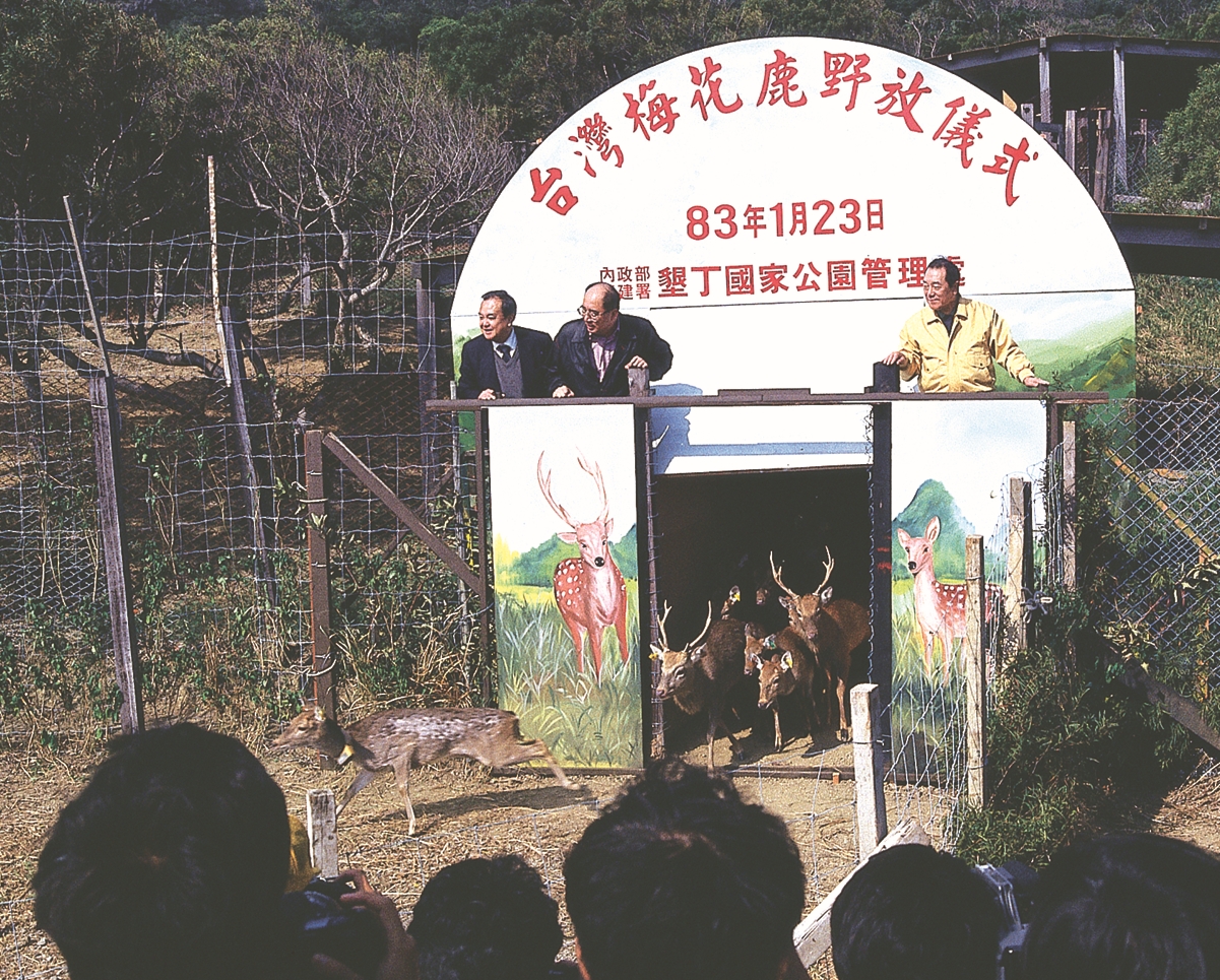 舉辦梅花鹿野放儀式展現復育成果／內政部營建署 提供