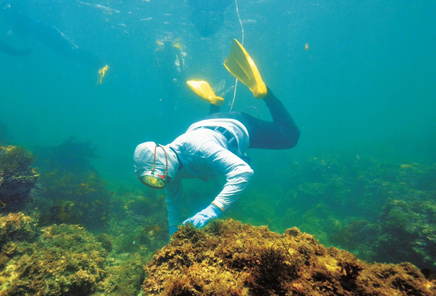 海女的主要漁獲之一:蠑螺/鳥羽市立海の博物館 提供