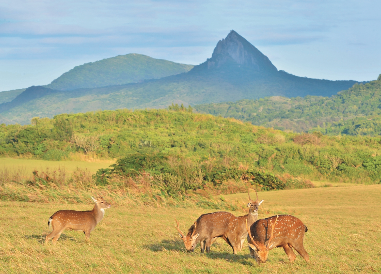 梅花鹿再度悠遊在墾丁的草原上／陳忠能攝