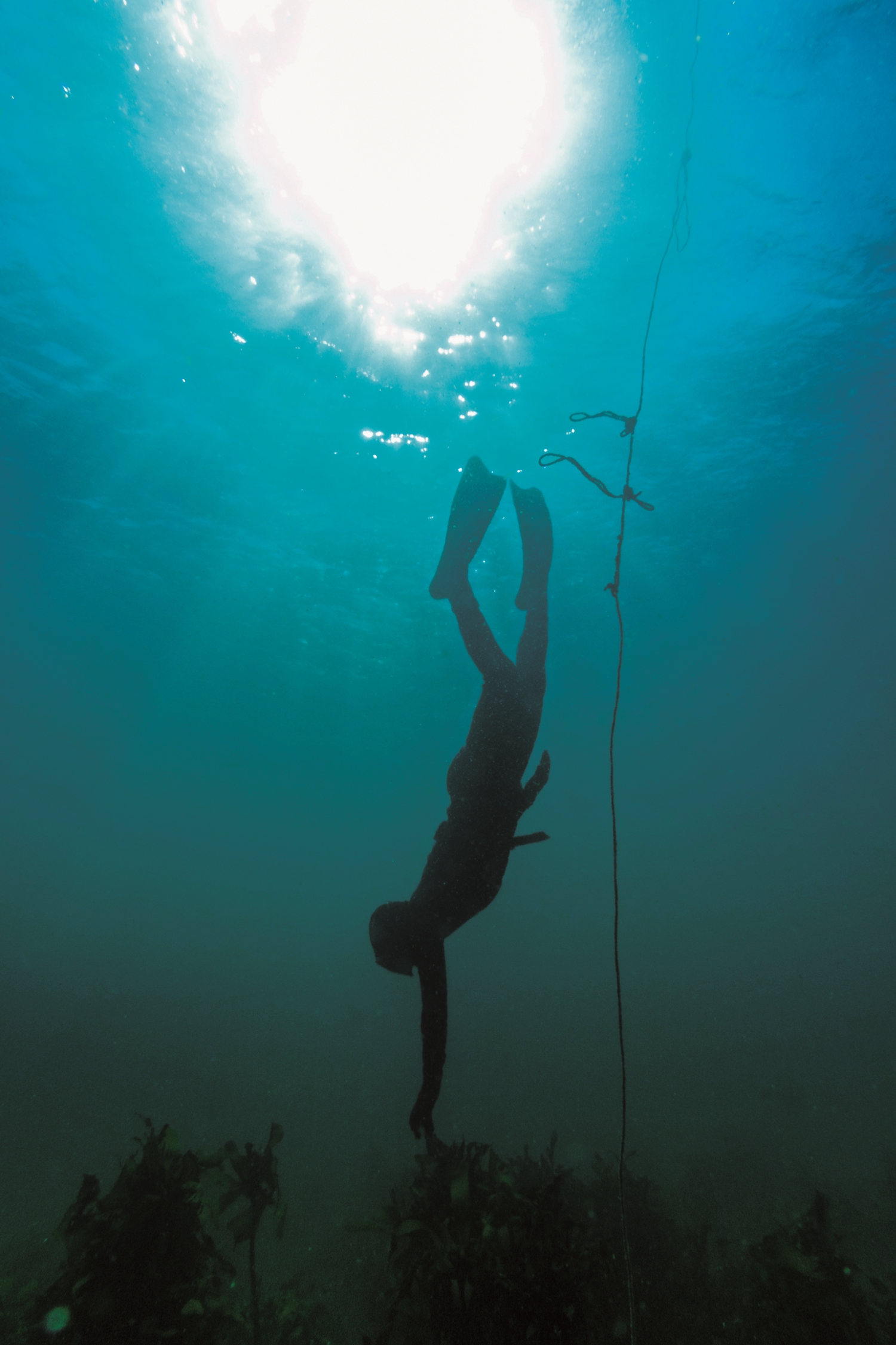 保存海女文化須先考量經濟問題/環境省中部地方環境事務所 提供